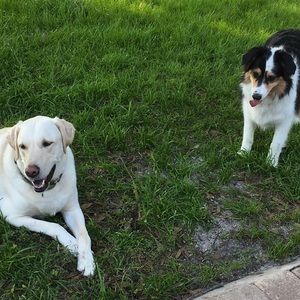 Meet your Posher, Joy